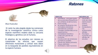 Musmusculus 
Elratónhasidoelegidodesdeloscomienzosdelainvestigacióncientíficaclínicacomoespeciemamíferomodelodadasucercaníafisiológicaygenéticaconelhumano. 
Elobjetivodelosestudiosconratonesescomprenderlosefectosquecausandiferentesmutacionesyutilizaresosdatosenlabúsquedadeposiblesequivalenciasenlaespeciehumana. 
Ratones 
VENTAJAS 
DESVENTAJAS 
Mamíferos, una gran parte de sus procesos bioquímicos son similares al del humano. 
Fácil manejo 
Se adapta fácilmente a los animalarios (bioteríos), permitiendo controlar variables ambientales en los experimentos. 
Variabilidad Genética 
Colección grande de mutantes 
Construcción de embriones quiméricos posibles 
Fuente de células primarias 
Cepas definidas 
Actividad y visión nocturna 
Desarrollo y ciclo de vida relativamente lenta (meses) 
Manipulaciones embrionarias difíciles 
Fenotipos mutantes son difíciles de estudiar.  