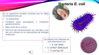 Esunorganismomodelouniversalqueseutilizaenellaboratoriopor: 
•Susimplicidad 
•Facilidadparapropagarseymanipulargenéticamente, 
•Bajocostodesucultivo 
•Técnicasdetransformaciónsonsencillasysondeusorutinarioenloslaboratoriosdebiologíamolecular 
BacteriaE. coli 
Las células más utilizadas en este laboratorio son•E. coliDH5α •E. coli BL21 (DE3) pLysS•E. coli Top 10F’  