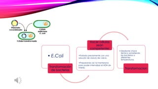 •E.ColiTransformación de bacterias 
•Tratada previamente con una solución de cloruro de calcio. 
•Preparando así la membrana para poder internalizar el ADN de interés. Hacer células sean competentes 
•Mediante chock térmico sometiendo las bacterias a diferentes temperaturas. Transformacion  