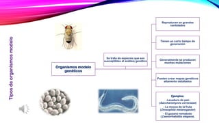 Organismos modelo genéticos 
Reproducen en grandes cantidades 
Tienen un corto tiempo de generación 
Generalmente se producen muchas mutaciones 
Pueden crear mapas genéticos altamente detallados 
Ejemplos: 
-Levadura de pan (Saccharomycescerevisiae) 
-La mosca de la fruta (Drosophila melanogaster) 
-El gusano nematodo (Caenorhabditiselegans). 
Se trata de especies que son susceptibles al análisis genético Tipos de organismos modelo  