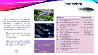 Pez cebra. 
VENTAJAS 
DESVENTAJAS 
Vertebrado más simple con buena genética 
Homologiageneticacon el hombre 80% del genoma. 
Análisis del genoma en marcha 
Facilmantenimientoy almacenaje 
Fácil examinar los defectos morfológicos 
Manipulaciones embriológicos 
Sistemas de órganos similares para otros vertebrados (por ejemplo, los ojos, el corazón, la sangre, tracto gastrointestinal) 
El rápido desarrollo de los vertebrados 
Todavía no sepuede clonar genes 
No se puede hacer fácilmente animales transgénicos 
Porsuhomologíaconelgenomadelserhumano,permitequelosresultadosobtenidosdelosfármacosprobadosenestosanimalesseanpotencialmenteextrapolablesalserhumano. 
•Otradelasventajasdeestepezessucapacidadreproductiva. 
•pezcebralaspreferenciasdeloscientíficoscomoanimaldelaboratorioenelsigloXXI.  