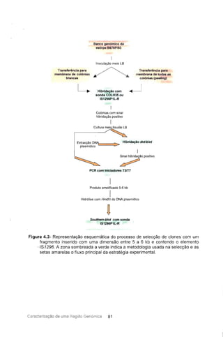 Banco genómico da
estirpe B676P/93
Inoculação meio LB
Transferência para
membrana de colónias
brancas
Transferência para
membrana de todas as
colónias (peeling)
Hibridação com
sonda COLH35 ou
IS1296P1L-R
Colónias com sinal
hibridação positivo
I
,--- C_u_ltu_r_a/mei~
Extracção DN~t======> Hibridação dot·blot
plasmídico
Sinal hibridação positivo
~
PCR com iniciadores T3m
I
Produto amolificado 5-6 kb
IHidrólise com Hindlll do DNA plasmídico
Southem-blot com sonda
IS1296P1L-R
Figura 4.3- Representação esquemática do processo de selecção de clones com um
fragmento inserido com uma dimensão entre 5 a 6 kb e contendo o elemento
',IS1296. A zona sombreada a verde indica a metodologia usada na selecção e as
setas amarelas o fluxo principal da estratégia experimentai.
Caracterização de uma Região Genómica 81
 