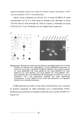 segunda selecção reduziu-se o leque de clones a serem submetidos a PCR,
com os iniciadores T31T7, e a Southern-blot.
Alguns clones analisados por dot-blot com a sonda IS1296P1 L-R estão
representados na Fig. 4.4. Esta sonda foi utilizada como alternativa à sonda
COLH35 visto ter uma dimensão de 1250 pb, superior à dimensão da sonda
COLH35 com 771 pb, hibridando com uma região maior do genoma.
A
2 3 4 5 6
B
A
B
C
D
E
F
G
H
Figura 4.4- A- Selecção de clones recombinantes por hibridação dot-blot com a sonda
IS12961 L-R marcada com digoxigenina. O clone pBSISA303 possuindo um
inserto de 6,5 kb com o elemento IS1296, foi utilizado como controlo positivo.
A1- clone pBSISA303; 04- clone pBSISC14; E4- clone pBSISC8; F6- clone
pBSIS114; 81- clone pBSISC1; 84- clone pBSISI5; H2- clone pBSISE1; H4 -
clone pBSISC2; H6- clone pBSISA303. B- Amplificação, por PCR com o par de
iniciadores T3fT7, das sequências clonadas nos ONA plasmídicos
seleccionados. O clone pBSIS114 foi o único que apresentou um fragmento
clonado com a dimensão pretendida.
o DNA plasmídico de cada um dos clones recombinantes com a inserção
de tamanho adequado foi então hidrolisado com a endonuclease Hindlll,
transferido para membrana e hibridado novamente com a sonda IS1296P1 L-R
(Figura 4.5).
 