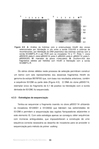 A
1 2 3 4 5 M
,...r:-. kb
B
1 2 3 4 5 M kb
23.1
9,3
6,6
4,4
2,3
Figura 4.5- A- Análise da hidrólise com a endonuclease Hindlll dos clones
seleccionados por hibridação in situ entre a sonda COLH35 e colónias de
recombinantes, por hibridação do DNA plasmídico das mesmas colónias com a
sonda IS1296P1L-R e por PCR com os iniciadores T3 e T7. Pista 1- clone
pSSISC8; pista 2- clone pSSISC14; pista 3- pSSISI5; pista 4- pSSIS114; pista 5-
pSSISA303; M- marcador de pesos moleculares. B- Southern-blot dos
fragmentos obtidos por hidrólise com Hindlll e hibridação com a sonda
IS1296P'1 L-R.
Os vários clones obtidos neste processo de selecção permitiram construir
um banco com seis representantes dos dezanove fragmentos Hindlll do
genoma da estirpe B676P/93 que, com base nos resultados anteriores, contêm
a sequência IS1296 ou parte dela (Figura 4.6). O DNA do clone pBSIS114,
exemplar único do fragmento de 6,1 kb positivo na hibridação com a sonda
derivada de IS1296, foi sequenciado.
4.3.3 - Estratégias de sequenciação
Tentou-se sequenciar o fragmento inserido no clone pBSIS114 utilizando
os iniciadores IS1296S1 e IS1296S2 que hibridam nas extremidades de
IS1296 e permitem a sequenciação das regiões flanqueadoras adjacentes a
este elemento IS. Com esta estratégia apenas se conseguiu obter sequências
com inúmeras ambiguidades, que impossibilitaram a construção de uma
sequência correcta necessária ao desenho de iniciadores para se proceder à
sequenciação pelo método de primer walking.
 