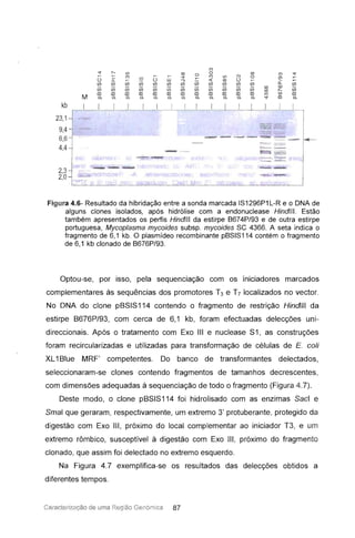 - - - - - -- - - - - - - - --- - -- - -- -
C')
~ r-, I[) co o o co C') ~
~ ~
C') ~ ~
~
C') I[) CJ o ~
~
Ü I ~
I[)
o W J
~
« co o ~ ~
U) U) U) U) U) U) U) U) U) U) U) U) n, U)
(l) (l)
U) U) rn U) rn sr: U) rn rn U) U) U) co I"- U)
rn m rn CD CD CD m m CD CD CD m C') co m
c. c. c. c. c. c. c. c. c. c. c. c. ~ m C.M
kb I
23,1 ]
9,4J
6,6 I
4,41
2,3 J
2,0
1
_ .
- -
--
Figura 4.6- Resultado da hibridação entre a sonda marcada IS1296P1L-R e o DNA de
alguns clones isolados, após hidrólise com a endonuclease Hindlll. Estão
também apresentados os perfis Hindlll da estirpe B674P/93 e de outra estirpe
portuguesa, Mycoplasma mycoides subsp. mycoides se 4366. A seta indica o
fragmento de 6,1 kb. O plasmídeo recombinante pBSIS114 contém o fragmento
de 6,1 kb clonado de B676P/93.
Optou-se, por isso, pela sequenciação com os iniciadores marcados
complementares às sequências dos promotores T3 e T7 localizados no vector.
No DNA do clone pBSIS114 contendo o fragmento de restrição Hindlll da
estirpe B676P/93, com cerca de 6,1 kb, foram efectuadas delecções uni-
direccionais. Após o tratamento com Exo III e nuclease S1, as construções
foram recircularizadas e utilizadas para transformação de células de E. coli
XL1Blue MRF' competentes. Do banco de transformantes delectados,
seleccionaram-se clones contendo fragmentos de tamanhos decrescentes,
com dimensões adequadas à sequenciação de todo o fragmento (Figura 4.7).
Deste modo, o clone pB818114 foi hidrolisado com as enzimas Sacl e
Smal que geraram, respectivamente, um extremo 3' protuberante, protegido da
digestão com Exo III, próximo do local complementar ao iniciador T3, e um
extremo rômbico, susceptível à digestão com Exo III, próximo do fragmento
clonado, que assim foi delectado no extremo esquerdo.
Na Figura 4.7 exemplifica-se os resultados das delecções obtidos a
diferentes tempos.
Carac terização de uma Região Genómica 87
 