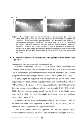 A M M B M
kb
23,1
9.4
6,6
4.4
2,3
2,0
Figura 4.7- Avaliação, por análise electroforética. da extensão das delecções
efectuadas por Exo III em DNA do plasmídeo recombinante linearizado. As
amostras foram recolhidas periodicamente. A- Recombinante pSSIS114,
condições de delecção: 75 mM NaCI, incubação com Exo III a 37°C, intervalos
de colheita de 6 mino A primeira amostra, colocada imediatamente à direita do
marcador IJHindlll, foi colhida no tempo zero e representa o plasmídeo
recombinante linearizado não delectado. B- Recombinante pSSIS114, condições
de delecção: 75 mM NaCI, incubação com Exo III a 37° C, intervalos de colheita
de 3 mino
4.3.4- Análise da sequência nucleotídica do fragmento de DNA inserido em
pBSIS114
Comparação com outras sequências nucleotídicas
O fragmento clonado, com 5603 pb e extremos Hindlll, apresentou um
conteúdo molar em G+C de 25% (programa GEECEE), o que está de acordo
com a percentagem global em genomas de espécies do género Mycoplasma
que possuem uma percentagem de G+C entre 23 e 40% (Razin et aI., 1998).
A comparação da sequência total do fragmento de 5,6 kb com outras
sequências publicadas, usando os programas BLAST (Altschul et aI., 1997) e
FASTA (Pearson & Lipman, 1988), revelou uma identidade de 99,7% com uma
de cinco cópias sequenciadas do elemento de inserção IS1634 (Vilei et aI..
1999). Com as restantes quatro sequências de IS1634, a identidade variou
entre 94,0 e 98,8 %. Esta identidade verificou-se entre os resíduos
nucleotídicos 2903 e 4775.
A região localizada entre os nucleótidos 1429 e 2269 apresentou 95,6 %
de identidade com uma sequência de 847 nt (CONTIG MC043) de M.
capricolum subsp. capricolum, de função desconhecida.
Com base nestes resultados prévios, foi possível concluir que,
contrariamente ao esperado em função dos resultados da selecção de clones
Caractenzac "lo de: I I n:: R2q,~r, -:;"" I - 11 tca 88
 