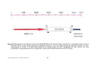 1 1000 2000 3000 4000 5000 5603
I I I I I I I I I I I I J
O RF1L114
-+
~
IS 1634
-+
ORF2R11 4
(N-terminal)
Figura 4.9- Mapa genómico do fragmento de 5,6 kb da estirpe B676P/93 de M. mycoides subsp. mycoides se. A caixa aberta indica a cópia do
elemento IS1634. A caixa riscada representa as repetições directas de 115 pb e as setas abertas as repetições invertidas de 13 pb,
características do IS1634. A montante desta sequência de inserção existe uma ORF, representada por caixa colorida, com forte
similaridade com Iipoproteínas de outros micoplasmas . A jusante existe a parte N-terminal de uma ORF parcial.
Caracterização de uma Região Genámica 93
 