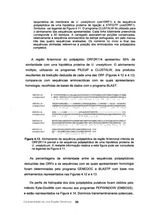 lipoproteína de membrana de U. urea/yticum (ure10RF1) e da sequência
polipeptídica de uma hipotética proteína de ligação a ATP/GTP (ure20RF1).
Símbolos: ver legenda da Figura 4.11. O programa CLUSTALW foi utilizado para
o alinhamento das sequências apresentadas. Cada linha totalmente preenchida
corresponde a 60 resíduos. A carregado assinalam-se porções conservadas,
relativamente à sequência aminoacídica da estirpe portuguesa, em pelo menos
três das quatro sequências analisadas. Os números no início e final das
sequências alinhadas referem-se à posição dos aminoácidos nos polipéptidos
completos.
A região N-terminal do polipéptido ORF2R114 apresentou 56% de
similaridade com uma hipotética proteína de U. urea/yficum. O alinhamento
múltiplo, utilizando os programas PILEUP e CLUSTALW, dos produtos
resultantes da tradução deduzida de cada uma das ORF (Figuras 4.12 e 4.13)
compara-os com sequências aminoacídicas com as quais apresentaram
homologia, recolhidas de bases de dados com o programa BLAST.
ORF2R1l4
ureapurea3
ORF2R1l4
ureapurea3
8 VYFVKKKKNKILIYALLASLATSLSFGSVIYYSFSDANISFETSSNGITDAELTPINNA
1 MKFI-KRKTKLLTITIGAVAVSSILLGGIFYGTSQKSPSSFGIASIDQKENFINKDNLD
: *: *:* .. *:* :: * .:*: :*.::* : .. : ** :* ... : :. *
TNDAVVSNRDNKL----KPNPEKIIKESEKQEPNKL-IIPKKEE---KEIK--EVAKPKI
YQKARPSIKDSNLKEIPKPKPQPKPKPQPTPFPDPIPTPPKKEELKKPDIKPEEPKKPEI
:.* * :*.:* **:*: * *:: ***** :** * **:*
KPE-----IIRP----------ETLKPKPSTTRVKTK--------------------III
KPEPKPEPIPQPAPPIETKPKEELLPPNPPPPKEEPKPEPNPQPQPQQVPNNSNSRIIEI
ORF2R1l4
ureapurea3
*** * : * * * *:* ... : :.* * *
ORF2R1l4
ureapurea3
ORF2R1l4
ureapurea3
NGVTVDAElEAPPGFVVQPNDKTRNIANPTKPYQNHIVEKILSIEVTQALRDSVIKNSLT
NGVRVEAEVEVPPPRDIAEYDKQNNLVNP-NPYINDSVGKIKNVKVTDELRKATGK--LV
*** ~:**:*.** ** ~*:.** :*~ * * *~ .::**: **.:. * *
GGEGYDKGAGLFKNTLTNVISREIEENKGDIH 234
QG---NLGRWDYKHLINDLLTLKPEEIEKYVK 264
+- :* :*::.:::::**: ..
Figura 4.13- Alinhamento da sequência polipeptídica da região N-terminal inferida da
ORF2R114 parcial e da sequência polipeptídica de uma hipotética proteína de
U. urea/yticum. A restante informação relativa a esta figura pode ser consultada
na legenda da Figura 4.11.
As percentagens de similaridade entre as sequências polipeptídicas
deduzidas das ORFs e as sequências com as quais apresentaram homologia
foram determinadas pelo programa GENEDOC e BLASTP com base nos
alinhamentos representados nas Figuras 4.12 e 4.13.
Os perfis de hidropatia dos dois polipéptidos putativos foram obtidos pelo
método Kyte-Doolitlle com recurso aos programas PEPWINDOW (EMBOSS),
e estão representados na Figura 4.14. Domínios transmembranares potenciais,
Caracterização ele urna Região Genárnica 99
 