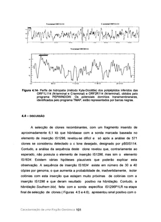 N-terminal ORFI L114 C-terminal ORFI LI 14
N-terminalORF1RlI4
Figura 4.14- Perfis de hidropatia (método Kyte-Doolittle) dos polipéptidos inferidos das
ORF1L114 (N-terminal e C-terminal) e ORF2R114 (N-terminal), obtidos pelo
programa PEPWINDOW. Os potenciais domínios transmembranares,
identificados pelo programa TMAP, estão representados por barras negras.
4.4 - DISCUSSÃO
A selecção de clones recombinantes, com um fragmento inserido de
aproximadamente 6,1 kb que hibridasse com a sonda marcada baseada no
elemento de inserção 181296, revelou-se difícil e só após a análise de 571
clones se considerou detectado o c lone desejado, designado por pS818114.
Contudo, a análise da sequência deste clone revelou que, contrariamente ao
esperado, não possuía o elemento de inserção 181296, mas sim o elemento
181634. Existem várias hipóteses plausíveis que poderão explicar esta
observação. A sequência de inserção 181634 existe em número de 30 a 40
cópias por genoma, o que aumenta a probabilidade de, inadvertidamente, isolar
colónias com esta inserção que estejam muito próximas de colónias com a
inserção 181296 e que deram resultado positivo na hibridação. Contudo, a
hibridação Southem b/ot, feita com a sonda específica 181296P1LR na etapa
final de selecção de clones ( Figuras 4.5 e 4.6), apresentou sinal positivo com o
Caracterizacào de urna Região Genórnica 101
 