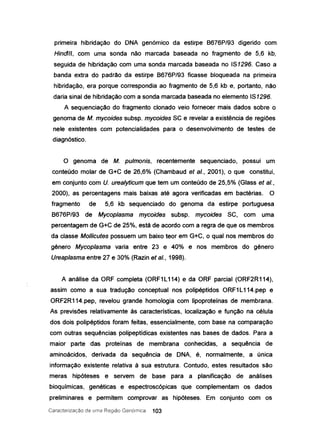 primeira hibridação do DNA genórnico da estirpe 8676P/93 digerido com
Hindlll, com uma sonda não marcada baseada no fragmento de 5,6 kb,
seguida de hibridação com uma sonda marcada baseada no IS1296. Caso a
banda extra do padrão da estirpe 8676P/93 ficasse bloqueada na primeira
hibridação, era porque correspondia ao fragmento de 5,6 kb e, portanto, não
daria sinal de hibridação com a sonda marcada baseada no elemento IS1296.
A sequenciação do fragmento clonado veio fornecer mais dados sobre o
genoma de M. mycoides subsp. mycoides SC e revelar a existência de regiões
nele existentes com potencialidades para o desenvolvimento de testes de
diagnóstico.
o genoma de M. pútmonis. recentemente sequenciado, possui um
conteúdo molar de G+C de 26,6% (Chambaud et aI., 2001), o que constitui,
em conjunto com U. urea/yticum que tem um conteúdo de 25,5% (Glass et aI.,
2000), as percentagens mais baixas até agora verificadas em bactérias. O
fragmento de 5,6 kb sequenciado do genoma da estirpe portuguesa
8676P/93 de Mycoplasma mycoides subsp. mycoides SC, com uma
percentagem de G+C de 25%, está de acordo com a regra de que os membros
da classe Mollicutes possuem um baixo teor em G+C, o qual nos membros do
género Mycoplasma varia entre 23 e 40% e nos membros do género
Ureaplasma entre 27 e 30% (Razin et aI., 1998).
A análise da ORF completa (ORF1 L114) e da ORF parcial (ORF2R114),
assim como a sua tradução conceptual nos polipéptidos ORF1 L114.pep e
ORF2R114.pep, revelou grande homologia com Iipoproteínas de membrana.
As previsões relativamente às características, localização e função na célula
dos dois polipéptidos foram feitas, essencialmente, com base na comparação
com outras sequências polipeptídicas existentes nas bases de dados. Para a
maior parte das proteínas de membrana conhecidas, a sequência de
aminoácidos, derivada da sequência de DNA, é, normalmente, a única
informação existente relativa à sua estrutura. Contudo, estes resultados são
meras hipóteses e servem de base para a planificação de análises
bioquímicas, genéticas e espectroscópicas que complementam os dados
preliminares e permitem comprovar as hipóteses. Em conjunto com os
Caracterização de urna Região Genómica 103
 