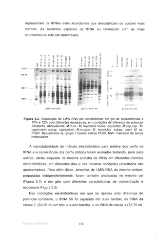 representam os tRNAs mais abundantes que descodificam os codões mais
comuns. As restantes espécies de tRNA ou co-migram com as mais
abundantes ou não são detectáveis.
o o o ci.. o o o ~--.1 --.1 --.1 <1J U) U) '<;: '<;:
o ti- u Ln II
E E E
o
E E
Q Q <:: ...J
'" c o "'-<1J <l 0- c» :=::-o, o o ro
E c,
E E E <1J
E E E E
u ci. E
ti
~
~
<.> t' E '" to :3u
'"~ ~ ~ ~ ~ ~ ~ ~ ~ ~ ~ ~ ~ :;: lJ.j
120 nt -
115 nt -
~ o
'" co "- u u
Ê o 3 ~ --' U)
C>- c
~ Ci o
'"
toc 5} ti E E E
"nt u.i ~ ~ â ~ ~
~ ~ 2J .
ti:
~ 115
85nt '-
78nt -
gel de 1,6 mm a 12% gel de tBrnrn a 10% gel de O.8m m a 100/g
Figura 5.2- Separação de LMW-RIlA por electroforese em gel de poliacrilamida a
10% e 12% com diferentes espessuras, em condições de diferença de potencial
constante. Abreviaturas: Mm.m.- M mycoides subsp. mycoides ; Mcap.cap.- M
capricolum subsp. capricolum; Mm.capri- M mycoides subsp. capri; M sp.
PG50- Mycoplasma sp. grupo 7 bovino estirpe PG50; MW- marcador de pesos
moleculares.
A reprodutibilidade do método electroforético para análise dos perfis de
tRNA e a consistência dos perfis obtidos foram avaliados testando, para cada
estirpe, várias alíquotas da mesma amostra de tRNA em diferentes corridas
electroforéticas, em diferentes dias e nas mesmas condições (resultados não
apresentados). Para além disso, amostras de LMW-RNA da mesma estirpe,
preparadas independentemente, foram também analisadas no mesmo gel
(Figura 5.3) e em géis com diferentes características de concentração e
espessura (Figura 5.2).
Nas condições electroforéticas em que se aplicou uma diferença de
potencial constante, o rRNA 58 foi separado em duas bandas, os tRNA da
classe 2 (83-96 nt) em três a quatro bandas, e os tRNA da classe 1 (72-79 nt),
Per 13 ci? L .ltW-r~ i i, ~ 118
 