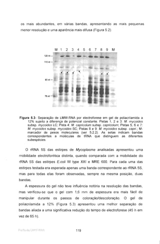os mais abundantes, em várias bandas, apresentando as mais pequenas
menor resolução e uma aparência mais difusa (Figura 5.2).
M1 23456789 M
120 nt-
115nt-
II II II "
" II
85 nt-
78nt-
Figura 5.3- Separação de LMW-RNA por electroforese em gel de poliacrilamida a
12% sujeito a diferença de potencial constante. Pistas 1, 2 e 3: M. mycoides
subsp. mycoides LC; Pista 4: M. capricolum subsp. capricolum; Pistas 5, 6 e 7:
M. mycoides subsp. mycoides SC; Pistas 8 e 9: M. mycoides subsp. capri.; M-
marcador de pesos moleculares (ver 5.2.2). As setas indicam bandas
correspondentes a moléculas de tRNA que distinguem as diferentes
subespécies.
o rRNA 55 das estirpes de Mycoplasma analisadas apresentou uma
mobilidade electroforética distinta, quando comparada com a mobilidade do
rRNA 55 das estirpes E.coli W type XXI e MRE 600 . Para cada uma das
estirpes testada era esperada apenas uma banda correspondente ao rRNA 55,
mas para todas elas foram observadas, sempre na mesma posição, duas
bandas.
A espessura do gel não teve influência notória na resolução das bandas,
mas verificou-se que o gel com 1,6 mm de espessura era mais fácil de
manipular durante os passos de coloração/descoloração. O gel de
poliacrilamida a 12% (Figura 5.3) apresentou uma melhor separação de
bandas aliada a uma significativa redução do tempo de electroforese (45 h em
vez de 65 h).
119
 
