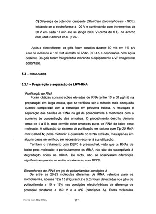 C) Diferença de potencial crescente (StairCase Electrophoresis - SCE),
iniciando-se a electroforese a 100 V e continuando com incrementos de
50 V em cada 10 min até se atingir 2000 V (cerca de 6 h), de acordo
com Cruz-Sánchez et aI. (1997).
Após a electroforese, os géis foram corados durante 60 min em 1% p/v
azul de metileno e 100 mM acetato de sódio, pH 4,5 e descorados com água
corrente. Os géis foram fotografados utilizando o equipamento UVP Imagestore
5000/7500.
5.3 - RESULTADOS
5.3.1 - Preparação e separação de LMW-RNA
Purificação de RNA
Foram obtidas concentrações elevadas de RNA (entre 10 e 30 Ilg/ml) na
preparação em larga escala, que se verificou ser o método mais adequado
quando comparado com a extracção em pequena escala. A resolução e
separação das bandas de tRNA no gel de poliacrilamida é melhorada com o
aumento de concentração das amostras. O procedimento descrito demora
cerca de 4 a 5 h, mas permite obter amostras puras de RNA de baixo peso
molecular. A utilização do sistema de purificação em coluna com Tip-20 RNA
mini (QIAGEN) pode melhorar a qualidade do tRNA extraído, mas apenas em
alguns casos se verificou ser necessário recorrer à sua utilização.
Também o tratamento com DEPC é prescindível, visto que os RNAs de
baixo peso molecular, e particularmente os tRNA, não são tão susceptíveis à
degradação como os mRNA. De facto, não se observaram diferenças
significativas quando se omitiu o tratamento com DEPC.
Electroforese de tRNA em gel de poliacrilamida: condições A
De entre as 26-29 moléculas diferentes de tRNA, referidas para os
micoplasmas, apenas 12 a 15 (Figuras 5.2 e 5.3) foram detectadas nos géis de
poliacrilamida a 10 e 12% nas condições electroforéticas de diferença de
potencial constante a 350 V e a 4°C (condições A). Estas moléculas
Perfis de LMW-RNi 117
 