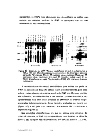 representam os tRNAs mais abundantes que descodificam os codões mais
comuns. As restantes espécies de tRNA ou co-migram com as mais
abundantes ou não são detectáveis.
....f.~~
;'i-':iazt
~
:iol ci.
! ." u u
C) e Cl.
...J CfJ
0-
e E E
'8 ci.
ci.
., ~ E E E
nl u.i ~ ~ ~ ~ ~
~ '2J _
~
~ 115
85 nl
rsnt
o o o ci o o o ~--.I --.I --.I
~
U) U) '<: '<: o ti. u
~ ~ '" <li
li)
~E E E E E 8
-' <.J
Ci)
o
g. o o E E c-
E E E E E E E
ti.
ci.
'83:
o E E <ti
E<.J .,
~ ~ ~ ~ ~ ~ ~ ~ ~ ~ ~ :i ~ ~ ui
120 nl -
115 nt -
gel de 1,6rrma 12% gel de l,6mm .10% gel de O,8mm• 10%
Figura 5.2- Separação de LMW-RNA por electroforese em gel de poliacrilamida a
10% e 12% com diferentes espessuras, em condições de diferença de potencial
constante. Abreviaturas: Mm.m.- M mycoides subsp. mycoides; Mcap.cap.- M
capricolum subsp. capricolum; Mm.capri- M mycoides subsp. capri; M sp.
PG50- Mycoplasma sp. grupo 7 bovino estirpe PG50; MW- marcador de pesos
moleculares.
A reprodutibilidade do método electroforético para análise dos perfis de
tRNA e a consistência dos perfis obtidos foram avaliados testando, para cada
estirpe, várias alíquotas da mesma amostra de tRNA em diferentes corridas
electroforéticas, em diferentes dias e nas mesmas condições (resultados não
apresentados). Para além disso, amostras de LMW-RNA da mesma estirpe,
preparadas independentemente, foram também analisadas no mesmo gel
(Figura 5.3) e em géis com diferentes características de concentração e
espessura (Figura 5.2).
Nas condições electroforéticas em que se aplicou uma diferença de
potencial constante, o rRNA 58 foi separado em duas bandas, os tRNA da
classe 2 (83-96 nt) em três a quatro bandas, e os tRNA da classe 1 (72-79 nt),
118
 