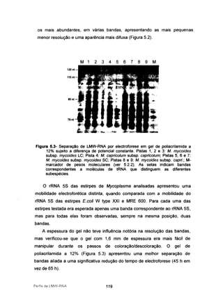os mais abundantes, em várias bandas, apresentando as mais pequenas
menor resolução e uma aparência mais difusa (Figura 5.2).
M123456789M
Figura 5.3- Separação de LMW-RNA por electroforese em gel de poliacrilamida a
12% sujeito a diferença de potencial constante. Pistas 1, 2 e 3: M. mycoides
subsp. mycoides LC; Pista 4: M. capricolum subsp. capricolum; Pistas 5,6 e 7:
M. mycoides subsp. mycoides SC; Pistas 8 e 9: M. mycoides subsp. capri.; M-
marcador de pesos moleculares (ver 5.2.2). As setas indicam bandas
correspondentes a moléculas de tRNA que distinguem as diferentes
subespécies.
o rRNA 55 das estirpes de Mycoplasma analisadas apresentou uma
mobilidade electroforética distinta, quando comparada com a mobilidade do
rRNA 55 das estirpes E.coli W type XXI e MRE 600. Para cada uma das
estirpes testada era esperada apenas uma banda correspondente ao rRNA 55,
mas para todas elas foram observadas, sempre na mesma posição, duas
bandas.
A espessura do gel não teve influência notória na resolução das bandas,
mas verificou-se que o gel com 1,6 mm de espessura era mais fácil de
manipular durante os passos de coloração/descoloração. O gel de
poliacrilamida a 12% (Figura 5.3) apresentou uma melhor separação de
bandas aliada a uma significativa redução do tempo de electroforese (45 h em
vez de 65 h).
Perfis de LMIf-RNA 119
 