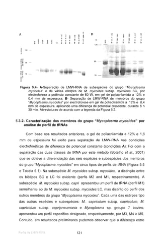x
B o o
A x Q.
~
ci. oo o c
~ § ~
V)
~ '"
-J V)
VI ..J U
E li ~ Q. l: E ci.
o Q E E
~ li li li ~ ~ e nt E e E '" E Ecc
~ 5: u
!: N
..,
ü:
N
::li ::li ::li ::E ::li ui ::< ~ ~ ~ ~ ~ ~:>' o rn ..J
120 -
<:
z 120 -
'!:
'"
85 -
78 -
Figura 5.4- A-Separação de LMW-RNA de subespécies do grupo "Mycoplasma
mycoides" e de várias estirpes de M. mycoides subsp. mycoides se, por
electroforese a potência constante de 60 W, em gel de políacrilamida a 12% e
0,4 mm de espessura ; B- Separação de LMW-RNA de membros do grupo
"Mycoplasma mycoides" por electroforese em gel de poliacrilamida a 12% e 0,4
mm de espessura, aplicando uma diferença de potencial crescente, durante 6 h
30 minoAbreviaturas de acordo com a legenda da Figura 5.2.
5.3.2- Caracterização dos membros do grupo "Mycoplasma mycoides" por
análise do perfil de tRNAs
Com base nos resultados anteriores, o gel de poliacrilamida a 12% e 1,6
mm de espessura foi eleito para separação de LMW-RNA nas condições
eiectroforéticas de diferença de potencial constante (condições A). Foi com a
separação das duas classes de tRNA por este método (Botelho et ai., 2001)
que se obteve a diferenciação das seis espécies e subespécies dos membros
do grupo "Mycoplasma mycoides" em cinco tipos de perfis de tRNA (Figura 5.5
e Tabela 5.1). Na subespécie M. mycoides subsp. mycoides, a distinção entre
os biótipos SC e LC foi evidente (perfis M2 and M1, respectivamente). A
subespécie M. mycoides subsp. capri apresentou um perfil de tRNA (perfil M1)
semelhante ao de M. mycoides subsp. mycoides LC, mas distinto do perfil dos
outros membros do grupo "Mycoplasma mycoides". Cada uma das estirpes tipo
das outras espécies e subespécies: M.. capricolum subsp. capricolum, M.
capricolum subsp. capripneumonia e Mycoplasma sp. groupo 7 bovino ,
apresentou um perfil específico designado, respectivamente, por M3, M4 e M5.
Contudo, em resultados preliminares pudemos observar que a diferença entre
121
 