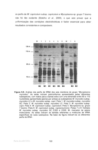 os perfis de M. capricolum subsp. capricolum e Mycoplasma sp. grupo 7 bovino
não foi tão evidente (Botelho et ai., 2000), o que veio provar que a
uniformização das condições electroforéticas é factor essencial para obter
resultados consistentes e comparáveis.
M 2 3 4 5 6 M 7 8
120 nt
115 nt _
85nt -
78nt -
M2 M1 M1 M3 M5 M4 M2 M2
Figura 5.5- Análise dos perfis de tRNA dos seis membros do grupo "Mycoplasma
mycoides". As setas indicam polimorfismos apresentados pelas diferentes
subespécies, com realce para a banda extra com uma dimensão entre 85 e 115
nucleótidos apresentada apenas por ambas as subespécies M. mycoides subsp.
mycoides LC e M. mycoides subsp. capri. Pista 1: M. mycoides subsp. mycoides
SC; Pista 2: M. mycoides subsp. mycoides LC; Pista 3: M. mycoides subsp.
capri; Pista 4: M. capricolum subsp. capricolum; Pista 5: Mycoplasma sp. grupo
7 bovino; Pista 6: M. capricolum subsp. capripneumonia; Pistas 7 e 8: Estirpes
M. mycoides subsp. mycoides SC C305 e 0326. M- marcador de pesos
moleculares. As setas indicam as bandas referentes a moléculas de tRNA
específicas de cada subespécie. Na base da figura indicam-se os diferentes
perfis de tRNA
122
 