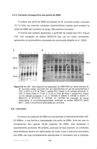 5.3.3- Variação intraspecífica dos perfis de tRNA
A análise dos perfis de tRNA de estirpes de M. mycoides subsp. mycoides
se foi feita nas mesmas condições electroforéticas usadas para analisar os
perfis de tRNA dos membros do grupo "Mycoplasma mycoides".
A maioria das estirpes apresentou o perfil M2 da estirpe tipo PG1 (Figura
5.6), com excepção da estirpe B820/123 que, de um modo consistente,
apresentou um polimorfismo na posição de uma banda (Botelho et aI., 2000).
A
115nt
85 nt-
78nt-
M 1 2 3 4 5 6
B
2 3 4 5 6 7 8 9 10 M
Figura 5.6- A e B - Dois aspectos da separação de LMW-RNA de várias estirpes de
M. mycoides subsp. mycoides se, por electroforese em gel de poliacrilamida a
12%, a 350 Ve 4 "C. A- Pista 1- estirpe PG1; Pistas 2 a 6- estirpes africanas: 2-
Filfili; 3- Gemu Gofa; 4- T1-44; 5- T1-Sr; 6- 2162. B- Pista 1- estirpe PG1; Pistas
2 a 10- estirpes europeias: 2- L2; 3-1674/98; 4- 268/95; 5- 816/98; 6- 425/97; 7-
8820/123; 8- 8773/125; 9- 1670/98; 10- 1672/98. M- marcador de pesoa
moleculares. A micro-heterogeneidade verificada na estirpe 8820/123 (perfil
M2/1 - pista 7) encontra-se assinalada por uma seta.
5.4 - DISCUSSÃo
o número de espécies de tRNA em procariontes é relativamente baixo (40-
60 tRNAs), o que facilita a interpretação dos perfis de tRNA. Uma vez que os
micoplasmas têm apenas 26-29 espécies de tRNA, esta facilidade é
supostamente acrescida. No entanto, para que tal seja possível, as condições
electroforéticas devem ser optimizadas de modo a que a estrutura secundária
dos tRNA não seja completamente desnaturada. É necessário que a migração
P rfis ele LMJI-íZ I IA 124
 