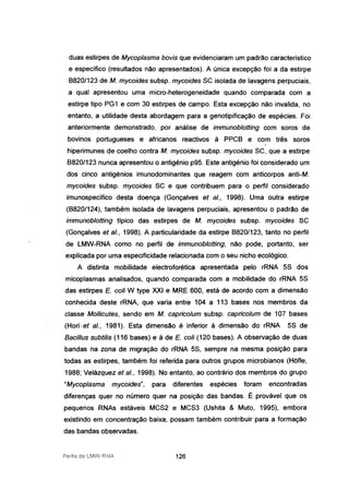 duas estirpes de Mycoplasma bovis que evidenciaram um padrão característico
e específico (resultados não apresentados). A única excepção foi a da estirpe
8820/123 de M. mycoides subsp. mycoides SC isolada de lavagens perpuciais,
a qual apresentou uma micro-heterogeneidade quando comparada com a
estirpe tipo PG1 e com 30 estirpes de campo. Esta excepção não invalida, no
entanto, a utilidade desta abordagem para a genotipificação de espécies. Foi
anteriormente demonstrado, por análise de immunoblotting com soros de
bovinos portugueses e africanos reactivos à PPC8 e com três soros
,
hiperimunes de coelho contra M. mycoides subsp. mycoides SC, que a estirpe
8820/123 nunca apresentou o antigénio p95. Este antigénio foi considerado um
dos .cinco antigénios imunodominantes que reagem com anticorpos anti-M.
mycoides subsp. mycoides SC e que contribuem para o perfil considerado
imunospecífico desta doença (Gonçalves et aI., 1998). Uma outra estirpe
(8820/124), também isolada de lavagens perpuciais, apresentou o padrão de
immunoblotting típico das estirpes de M. mycoides subsp. mycoides SC
(Gonçalves et aI., 1998). A particularidade da estirpe 8820/123, tanto no perfil
de LMW-RNA como no perfil de immunoblotting, não pode, portanto, ser
explicada por uma especificidade relacionada com o seu nicho ecológico.
A distinta mobilidade electroforética apresentada pelo rRNA 5S dos
micoplasmas analisados, quando comparada com a mobilidade do rRNA 5S
das estirpes E. coli W type XXI e MRE 600, está de acordo com a dimensão
conhecida deste rRNA, que varia entre 104 a 113 bases nos membros da
classe Mollicutes, sendo em M. capricolum subsp. capricolum de 107 bases
(Hori.er aI., 1981). Esta dimensão é inferior à dimensão do rRNA 5S de
Bacillus subtilís (116 bases) e à de E. colí (120 bases). A observação de duas
bandas na zona de migração do rRNA 5S, sempre na mesma posição para
todas as estirpes, também foi referida para outros grupos microbianos (Hõfle,
1988; Velázquez et aI., 1998). No entanto, ao contrário dos membros do grupo
"Mycoplasma mycoides", para diferentes espécies foram encontradas
diferenças quer no número quer na posição das bandas. É provável que os
pequenos RNAs estáveis MCS2 e MCS3 (Ushita & Muto, 1995), embora
existindo em concentração baixa, possam também contribuir para a formação
das bandas observadas.
Perfis de UvlVJ-RilA 126
 