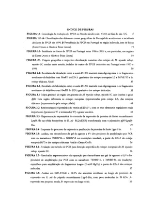 INDÍCE DE FIGURAS
FIGURA 1.1- Cronologia da evolução da PPCB no Mundo desde o séc. x,TIII até fins do séc. x-X. 17
FIGURA 1.2- A- Classificação das diferentes zonas geográficas de Portugal de acordo com a incidência
de focos de PPCB em 1999; B-Prevalência da PPCB em Portugal na região infectada, área de focos
(Entre Douro e Minho e Beira Litoral). 19
FIGURA 1.3- Incidência de focos de PPCB em Portugal entre 1986 e 2000 e, em particular, nas regiões
de Entre Douro e Minho e Beira Litoral. 19
FIGURA 2.1- Origem geográfica e respectiva distribuição numérica das estirpes de M. my"oidn subsp.
"!y"oidn SC usadas neste estudo, isoladas de surtos de PPCB ocorridos em Portugal entre 1993 e
1998. 38
FIGURA 2.2- Resultado da hibridação entre a sonda lS1296 marcada com digoxigenina e os fragmentos
resultantes da hidrólise com HindfII do DNA genómico das estirpes europeias L2 e B676P/93 e da
estirpe africana Afadé. 33
FIGURA 2.3- Resultado da hibridação entre a sonda IS1296 marcada com digoxigenina e os fragmentos
resultantes da hidrólise com HindUI do DNA geoómico das estirpes indicadas. 33
FIGURA 3.1- Mapa genético da região do genoma de M. mY"oid(J' subsp. mycoid«: SC que contém o gene
IppB. Esta região diferencia as estirpes europeias (representadas pela estirpe L2), das estirpes
africanas (representadas pela estirpe Afadé). 43
FIGURA 3.2- Representação esquemática do vector pETHIS-l, com os seus elementos reguladores mais
importantes (promotor T7 e terminador TI) e genes inscritos. 48
FIGURA 3.3- Representação esquemática do controlo da expressão da proteina de fusão recombinante
LppB-His na célula hospedeira de E. ,vIi BL21(DE3) transformada com o pIasmídeo pJFFLppB-
Bis. 49
FIGURA 3.4- Esquema do processo de expressão e purificação da proteína de fusão Lpp- His. 51
FIGURA 3.5- Análise, em electroforese de gel de agarose a 1% dos produtos de amplificação por PCR
com os iniciadores 7500BPIL e 3480BP-R em condições standard, a partir do DNA da estirpe
europeia B675 e das estirpes africanas Fatick e Gemu Goffa. 56
FIGURA 3.6- Avaliação do método de PCR para detecção específica de estirpes europeias de M. mycoides
subsp. mycoides Se. 56
FIGURA 3.7- Resultados representativos da separação por electroforese em gel de agarose a 0,6% dos
produtos de amplificação por PCR com os iniciadores 7500BPI-L e 3480BP-R, em condições
específicas para amplificação de fragmentos longos (2 mM 1IgCh), a partir do DNA das estirpes
indicadas. 57
FIGURA 3.8- Análise em SOS-PIGE a 12,5% das amostras recolhidas ao longo do processo de
expressão em E. col: do péptido recornbinante LppB-His, com peso molecular de 38 kDa. A-
expressão em pequena escala; B- expressão em larga escala. 59
 