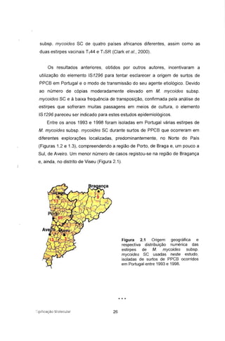 subsp. mycoides SC de quatro países africanos diferentes, assim como as
duas estirpes vacinais T144 e T1SR (Clark et ai., 2000).
Os resultados anteriores, obtidos por outros autores, incentivaram a
utilização do elemento IS1296 para tentar esclarecer a origem de surtos de
PPCB em Portugal e o modo de transmissão do seu agente etiológico. Devido
ao número de cópias moderadamente elevado em M. mycoides subsp.
mycoides SC e à baixa frequência de transposição, confirmada pela análise de
estirpes que sofreram muitas passagens em meios de cultura, o elemento
IS 1296 pareceu ser indicado para estes estudos epidemiológicos.
Entre os anos 1993 e 1998 foram isoladas em Portugal várias estirpes de
M. mycoides subsp. mycoides SC durante surtos de PPCB que ocorreram em
diferentes explorações localizadas, predominantemente, no Norte do País
(Figuras 1.2 e 1.3) , compreendendo a região de Porto, de Braga e, um pouco a
Sul, de Aveiro. Um menor número de casos registou-se na região de Bragança
e, ainda, no distrito de Viseu (Figura 2.1) .
Tipificação Molecular 26
Figura 2.1 Origem geográfica e
respectiva distribuição numérica das
estirpes de M. mycoides subsp.
mycoides SC usadas neste estudo ,
isoladas de surtos de PPCB ocorridos
em Portugal entre 1993 e 1998.
* * *
 