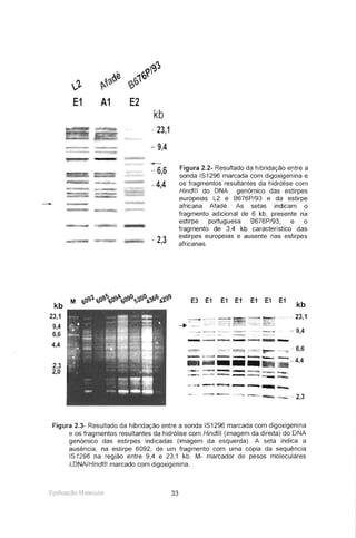 Figura 2.2- Resultado da hibridação entre a
sonda IS1296 marcada com digoxigenina e
os fragmentos resultantes da hidrólise com
Hindlll do DNA genómico das estirpes
europeias L2 e B676P/93 e da estirpe
africana Afadé. As setas indicam o
fragmento adicional de 6 kb, presente na
estirpe portuguesa B676P/93, e o
fragmento de 3,4 kb característico das
_23 estirpes europeias e ausente nas estirpes
I africanas.
, ~o,,"J
~t
~'3-o.e ~tt:J1'Q
E1 A1 E2
kb
- 23,1
= 94,
--- 66,
-4,4
kb
23,1
- 9,4
E1
-
E1
..... - 2,3
- -
E1
.~
E1 E1
-
-.-.. ----~
- --
t-- - 6,6
iiiI_.-- - 4,4
E3 E1
............. _ - ---- -....
2,3
2,0
kb
23,1
9,4
6,6
4,4
Figura 2.3- Resultado da hibridação entre a sonda IS1296 marcada com digoxigenina
e os fragmentos resultantes da hidrólise com Hindlll (imagem da direita) do DNA
genómico das estirpes indicadas (imagem da esquerda) . A seta indica a
ausência, na estirpe 6092, de um fragmento com uma cópia da sequência
IS1296 na região entre 9,4 e 23,1 kb. M- marcador de pesos moleculares
À-DNA/Hindlll marcado com digoxigenina.
Tipificação MQ I2'~1I Ia r 33
 