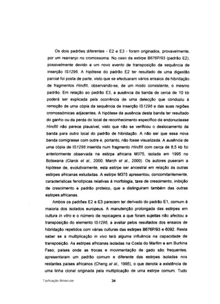 Os dois padrões diferentes - E2 e E3 - foram originados, provavelmente,
por um rearranjo no cromossoma. No caso da estirpe B676P/93 (padrão E2),
possivelmente devido a um novo evento de transposição da sequência de
inserção 181296. A hipótese do padrão E2 ter resultado de uma digestão
parcial foi posta de parte, visto que se efectuaram vários ensaios de hibridação
de fragmentos Hindlll, observando-se, de um modo consistente, o mesmo
padrão. Em relação ao padrão E3, a ausência da banda de cerca de 10 kb
poderá ser explicada pela ocorrência de uma delecção que conduziu à
remoção de uma cópia da sequência de inserção 181296 e das suas regiões
cromossómicas adjacentes. A hipótese da ausência desta banda ter resultado
do ganho ou da perda do local de reconhecimento específico da endonuclease
Hindlll não parece plausível, visto que não se verificou o deslocamento da
banda para outro local do padrão de hibridação. A não ser que essa nova
banda comigrasse com outra e, portanto, não fosse visualizada. A ausência de
uma cópia de 181296 inserida num fragmento Hindlll com cerca de 8,5 kb foi
anteriormente observada na estirpe africana M375, isolada em 1995 no
Botswana (Clarck et ai., 2000; March et ai., 2000). Os autores puseram a
hipótese de, evolutivamente, esta estirpe ser ancestral em relação às outras
estirpes africanas estudadas. A estirpe M375 apresentou, concomitantemente,
características fenotípicas relativas à morfologia, taxa de crescimento, inibição
de crescimento e padrão proteico, que a distinguiram também das outras
estirpes africanas.
Ambos os padrões E2 e E3 parecem ter derivado do padrão E1, comum à
maioria dos isolados europeus. A manutenção prolongada das estirpes em
cultura in vitro e o número de repicagens a que foram sujeitas não afectou a
transposição do elemento 181296, a avaliar pelos resultados dos ensaios de
hibridação repetidos com várias culturas das estirpes B676P/93 e 6092. Resta
saber se a multiplicação in vivo terá alguma influência na capacidade de
transposição. As estirpes africanas isoladas na Costa do Marfim e em Burkina
Faso, países onde as trocas e movimentação de gado são frequentes,
apresentaram um padrão comum e diferente das estirpes isoladas nos
restantes países africanos (Cheng et ai., 1995), o que denota a existência de
uma linha clonai originada pela multiplicação de uma estirpe comum. Tudo
Tipificação Molecular 34
 