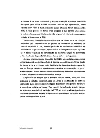 europeias. É de notar, no entanto, que todas as estirpes europeias analisadas
até agora pelos vários autores, incluindo o estudo aqui apresentado, foram
isoladas entre 1980 e 1998, enquanto que as africanas foram isoladas entre
1940 e 1996, período de tempo mais alargado e que permite uma análise
evolutiva a longo prazo. Infelizmente, não foi possível obter estirpes europeias
isoladas anteriormente a 1980.
Deste modo, o estudo epidemiológico local da região Norte de Portugal,
efectuado pela caracterização do padrão de hibridação do elemento de
inserção repetitivo IS1296, revelou que todas as 105 estirpes analisadas se
assemelham ao grupo europeu, apresentando a esmagadora maioria o padrão
E1. A baixa frequência de transposição do elemento IS1296 foi confirmada
pela estabilidade do padrão E1 observada nos isolados portugueses.
A maior heterogeneidade do padrão de IS1296 apresentada pelas estirpes
,africanas poderá ser devida ao facto da doença ser endémica em África, desde
há largos anos, e por haver maior facilidade de disseminação do agente do
que na Europa devido às condições de maneio e movimentação do gado.
Estes aspectos, aliados às dificuldades de diagnóstico existentes no continente
Africano, impedem um melhor controlo da doença.
A tipificação de estirpes com o elemento IS1296 parece, assim, ser mais
adequada a estudos epidemiológicos em África e identificação de estirpes
vacinais do que a estudos epidemiológicos durante um curto período de tempo
e numa área limitada na Europa. Este método de tipificação também parece
ser adequado ao estudo da evolução da PPCB ao longo de várias décadas em
diferentes continentes, através da pesquisa do antepassado comum do agente
causal de determinados surtos.
Tipificação Molecular 36
 