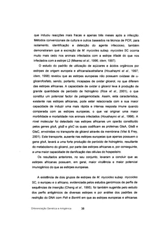 que induziu reacções mais fracas e apenas três meses após a infecção.
Métodos convencionais de cultura e outros baseados na técnica de PCR, para
isolamento, identificação e detecção do agente infeccioso, também
demonstraram que a excreção de M. mycoides subsp. mycoides SC ocorria
muito mais cedo nos animais infectados com a estirpe Afadé do que nos
infectados com a estirpe L2 (Miserez et ai., 1996; idem, 1997).
O estudo do padrão de utilização de açúcares e ácidos orgânicos por
estirpes de origem europeia e africana/australiana (Houshaymi et ai., 1997;
idem, 1998) revelou que as estirpes europeias não possuem oxidase de 0.-
glicerofosfato, sendo, portanto, incapazes de oxidar glicerol, no que diferem
das estirpes africanas. A capacidade de oxidar o glicerol leva à produção de
grande quantidade de peróxido de hidrogénio (Rice et ai., 2001), o que
constitui um potencial factor de patogenicidade. Assim, esta característica,
existente nas estirpes africanas, pode estar relacionada com a sua maior
capacidade de induzir uma mais rápida e intensa resposta imune quando
comparada com as estirpes europeias, o que vai originar uma maior
morbilidade e mortalidade nos animais infectados (Houshaymi et ai., 1998). A
nível molecular foi detectado nas estirpes africanas um operão constituído
pelos genes gtsA, gtsB e gtsC os quais codificam as proteínas GtsA, GtsB e
GtsC, envolvidas no transporte de glicerol através da membrana (Vi/ei & Frey,
2001). Este transporte, ausente nas estirpes europeias que apenas possuem o
gene gtsA, levará a uma forte produção de peróxido de hidrogénio, resultante
do metabolismo do glicerol, por parte das estirpes africanas e, por conseguinte,
a uma maior capacidade de danificação das células do hospedeiro.
Os resultados anteriores, no seu conjunto, levaram a concluir que as
estirpes africanas possuem, em geral, maior virulência e maior potencial
imunogénico do que as estirpes europeias.
A existência de dois grupos de estirpes de M. mycoides subsp. mycoides
SC, o europeu e o africano, evidenciada pelos estudos genómicos de perfis de
sequências de inserção (Cheng et ai., 1995), foi também sugerida pelo estudo
dos perfis antigénicos de diversas estirpes e por análise dos padrões de
restrição do DNA com Pstl e BamHI em que as estirpes europeias e africanas
Diferenciação Genética e Antigénica 38
 