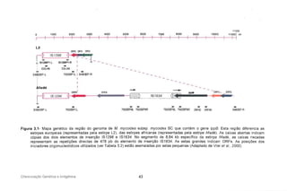 11329
O 1000 2000 3000 4000 5000 6000 7000 6000 9000 10000 11000Ipb
I I I I I I I I I I I I I I I I I I I I I I
L2
ORF5 ORF2 DRFo
d IS 'f296 ~r J _!
H IS;96P1-L IS1296;;'.R I H - - - _
- - I
COLH5 COLH3 I
- =- -3480BP-L 75008P1L I 3480BP-R
I
I
Afadé I
: I ~ ~ -
rt gORF5
1
ORFO ~ ~ IppS - 0""__OR"
IS 1296 . • ~. IS 1634 ( •
H
75008P9L 75008P9R ORF4C ORF4N-3480BP -L -75008P1L - -75008P9L 75008P9R - - - - -3480BP-R
Figura 3.1- Mapa genético da região do genoma de M. mycoides subsp. mycoides 8e que contém o gene IppB. Esta região diferencia as
estirpes europeias (representadas pela estirpe L2), das estirpes africanas (representadas pela estirpe Afadé). As caixas abertas indicam
cópias dos dois elementos de inserção 181296 e 131634. No segmento de 8,84 kb específico da estirpe Afadé , as caixas riscadas
representam as repetições directas de 478 pb do elemento de inserção 131634. As setas grandes indicam üRFs. As posições dos
iniciadores oligonucleotidicos utilizados (ver Tabela 3.2) estão assinaladas por setas pequenas (Adaptado de Vilei et ai., 2000).
Diferenciação Genética e Antigénica 43
 