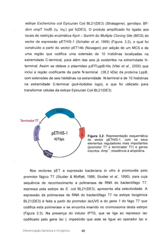 estirpe Escherichia coli Epicurian Coli BL21(DE3) (Stratagene), genótipo: BF-
dcm ompT hsdS (rB- mB-) gal À(DE3). O produto amplificado foi ligado aos
locais de restrição enzimática Kpnl - BamHI do Multiple Cloning Site (MCS) do
vector de expressão pETHIS-1 (Schaller et aI, 1999) (Figura. 3.2), o qual foi
construído a partir do vector pET14b (Novagen) por adição de um MCS e de
uma região que codifica uma extensão de 10 histidinas localizadas na
extremidade C-terminal, para além das seis já existentes na extremidade N-
terminal. Assim se obteve o plasmídeo pJFFLppB-His (Vilei et aI. , 2000) que
inclui a região codificante da parte N-terminal (38,2 kDa) da proteína LppB,
com extensões de seis histidinas na extremidade N-terminal e de 10 histidinas
na extremidade C-terminal (poli-histidine tags), e que foi utilizado para
transformar células da estirpe Epicurian Coii BL21(DE3).
Figura 3.2- Representação esquemática
do vector pETHIS-1, com os seus
elementos reguladores mais importantes
(promotor T7 e terminador T7) e genes
inscritos. Amp r, resistência à ampicilina.
Nos vectores pET a expressão bacteriana in vitro é promovida pelo
promotor fágico T7 (Studier & Moffatt, 1986; Studier et aI., 1990), para cuja
sequência de reconhecimento a polimerase de RNA do bacteriófago T7,
expressa pela estirpe de E. coli BL21(DE3), apresenta alta selectividade. A
expressão da polimerase de RNA do bacteriófago T7 na estirpe lisogénica
BL21(DE3) é feita a partir do promotor lacUV5 e do gene 1 do fago T7 que
codifica esta polimerase e se encontra inserido no cromossoma desta estirpe
(Figura 3.3). Na presença do indutor IPTG, que se liga ao repressor lac
codificado pelo gene lac I, impedindo que este se ligue ao operador lac e
Diferenciação Genética e Antiq énica 48
 