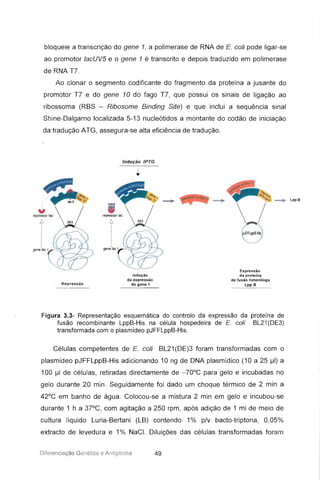 bloqueie a transcrição do gene 1, a polimerase de RNA de E. coli pode ligar-se
ao promotor lacUV5 e o gene 1 é transcrito e depois traduzido em polimerase
de RNA T7.
Ao clonar o segmento codificante do fragmento .da proteína a jusante do
promotor T7 e do gene 10 do fago T7, que possui os sinais de ligação ao
ribossoma (RBS - Ribosome Binding Site) e que inclui a sequência sinal
Shine-Dalgarno localizada 5-13 nucleótidos a montante do codão de iniciação
da tradução ATG, assegura-se alta eficiência de tradução.
Indução IPTG
....... LppB
Expressão
da proteína
de fusão heteróloga
Lpp B
Indução
da expressão
do gene 1
gene'fac I~::sc:-r-
, -...
repr~ssortac  /
L DE3
Repressão
rep* o'Iac  /
', ' DE3
genefac f-":'~=:r--
Figura 3.3- Representação esquemática do controlo da expressão da proteína de
fusão recombinante LppB-His na célula hospedeira de E. coli BL21 (DE3)
transformada com o plasmídeo pJFFLppB-His.
Células competentes de E. coli BL21(DE)3 foram transformadas com o
plasmídeo pJFFLppB-His adicionando 10 ng de DNA plasmídico (10 a 25 ul) a
100 f-ll de células, retiradas directamente de - 70°C para gelo e incubadas no
gelo durante 20 min oSeguidamente foi dado um choque térmico de 2 min a
42°C em banho de água . Colocou-se a mistura 2 min em gelo e incubou-se
durante 1 h a 37°C , com agitação a 250 rpm, após adição de 1 mi de meio de
cultura líquido l.uria-Bertani (LB) contendo 1% p/v bacto-triptona, 0,05%
extracto de levedura e 1% NaCI. Diluições das células transformadas foram
Diferenciação Genética e Antigénica 49
 