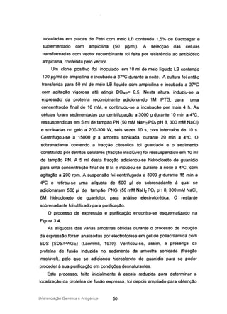 inoculadas em placas de Petri com meio LB contendo 1,5% de Bactoagar e
suplementado com ampicilina (50 IJg/ml). A selecção das células
transformadas com vector recombinante foi feita por resistência ao antibiótico
ampicilina, conferida pelo vector.
Um clone positivo foi inoculado em 10 mi de meio líquido LB contendo
100 IJg/ml de ampicilina e incubado a 37°C durante a noite. A cultura foi então
transferida para 50 mi de meio LB líquido com ampicilina e incubada a 37°C
com agitação vigorosa até atingir 00600= 0.5. Nesta altura. induziu-se a
expressão da proteína recombinante adicionando 1M IPTG, para uma
concentração final de 10 mM, e continuou-se a incubação por mais 4 h. As
células foram sedimentadas por centrifugação a 3000 g durante 10 min a 4°C,
ressuspendidas em 5 mi de tampão PN (50 mM NaH2 P04 pH 8, 300 mM NaCI)
e sonicadas no gelo a 200-300 W, seis vezes 10 s. com intervalos de 10 s.
Centrifugou-se a 15000 g a amostra sonícada, durante 20 min a 4°C. O
sobrenadante contendo a fracção citosólica foi guardado e o sedimento
constituído por detritos celulares (fracção insolúvel) foi ressuspendido em 10 mi
de tampão PN. A 5 mI desta fracção adicionou-se hidrocloreto de guanídio
para uma concentração final de 6 M e incubou-se durante a noite a 4°C, com
agitação a 200 rpm. A suspensão foi centrifugada a 3000 g durante 15 min a
4°C e retirou-se uma alíquota de 500 IJI do sobrenadante à qual se
adicionaram 500 IJI de tampão PNG (50 mM NaH2 P04 pH 8. 300 mM NaCI,
6M hidrocloreto de guanídio). para análise electroforética. O restante
sobrenadante foi utilizado para purificação.
O processo de expressão e purificação encontra-se esquematizado na
Figura 3.4.
As alíquotas das várias amostras obtidas durante o processo de indução
da expressão foram analisadas por electroforese em gel de poJiacrilamida com
SOS (SOS/PAGE) (Laemmli, 1970). Verificou-se, assim, a presença da
proteína de fusão induzida no sedimento da amostra sonicada (fracção
insolúvel), pelo que se adicionou hidrocloreto de guanídio para se poder
proceder à sua purificação em condições desnaturantes.
Este processo, feito inicialmente à escala reduzida para determinar a
localização da proteína de fusão expressa, foi depois ampliado para obtenção
Diferenciação Genética e ,1iltlgénica 50
 