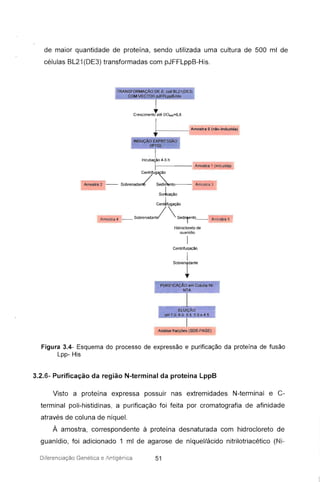 de maior quantidade de proteína, sendo utilizada uma cultura de 500 mi de
células BL21(DE3) transformadas com pJFFLppB-His.
TRANSFORMAÇÃO DE E. couBL21 (DE3)
COM VECTOR pJFFLppB-His
crescimenltté D0 600=O,5
} - - - A_'" o(não-tnduzída)
INDUÇÃO EXPR ESSÃO
(IPTG)
Amostra 4
Amostra t (induzida)
Amostra 2
I,nCUbio 4-5 h
7
ntri g~O
- - Sobrenadan Sed~nto-- Amostra 3
so~cação
Cent1fugação
SObrenadant/  Sedi1ento__ Amostra 5
Hidrocloreto de
nuan ídio
I
Centrífuqacào
I
SObrenrante
ELUIÇÃO
oH 7.0. 6.0 5.5. 5.0 e 4.5
IAnálise fracções (SDS-PAGE)
Figura 3.4- Esquema do processo de expressão e purificação da proteína de fusão
Lpp- His
3.2.6- Purificação da região N-terminal da proteína LppB
Visto a proteína expressa possuir nas extremidades N-terminal e C-
terminal poli-histidinas, a purificação foi feita por cromatografia de afinidade
através de coluna de níquel.
À amostra, correspondente à proteína desnaturada com hidrocloreto de
guanídio, foi adicionado 1 mi de agarose de níquel/ácido nitrilotriacético (Ni-
Diferen ciaç ão Genética e Antiq ériica 51
 
