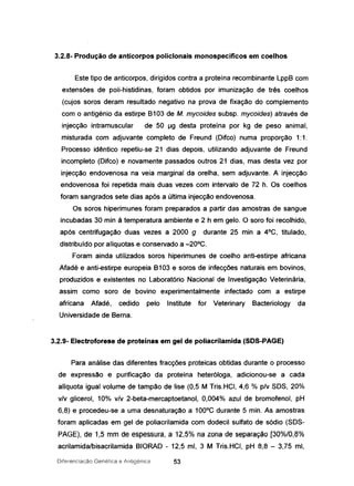 3.2.8- Produção de anticorpos policlonais monospecíficos em coelhos
Este tipo de anticorpos, dirigidos contra a proteína recombinante LppB com
extensões de poli-histidinas, foram obtidos por imunização de três coelhos
(cujos soros deram resultado negativo na prova de fixação do complemento
com o antigénio da estirpe B103 de M. mycoides subsp. mycoides) através de
injecção intramuscular de 50 JJg desta proteína por kg de peso animal,
misturada com adjuvante completo de Freund (Difco) numa proporção 1:1.
Processo idêntico repetiu-se 21 dias depois, utilizando adjuvante de Freund
incompleto (Oifco) e novamente passados outros 21 dias, mas desta vez por
injecção endovenosa na veia marginal da orelha, sem adjuvante. A injecção
endovenosa foi repetida mais duas vezes com intervalo de 72 h. Os coelhos
foram sangrados sete dias após a última injecção endovenosa.
Os soros hiperimunes foram preparados a partir das amostras de sangue
incubadas 30 min à temperatura ambiente e 2 h em gelo. O soro foi recolhido,
após centrifugação duas vezes a 2000 g durante 25 min a 4°C, titulado,
distribuído por alíquotas e conservado a -20°C.
Foram ainda utilizados soros hiperimunes de coelho anti-estirpe africana
Afadé e anti-estirpe europeia B103 e soros de infecções naturais em bovinos,
produzidos e existentes no Laboratório Nacional de Investigação Veterinária,
assim como soro de bovino experimentalmente infectado com a estirpe
africana Afadé, cedido pelo Institute for Veterinary Bacteriology da
Universidade de Berna.
3.2.9- Electroforese de proteínas em gel de poliacrilamida (SOS-PAGE)
Para análise das diferentes fracções proteicas obtidas durante o processo
de expressão e purificação da proteína heteróloga, adicionou-se a cada
alíquota igual volume de tampão de lise (0,5 M Tris.HCI, 4,6 % plv SOS, 20%
vlv glicerol, 10% v/v 2-beta-mercaptoetanol, 0,004% azul de bromofenol, pH
6,8) e procedeu-se a uma desnaturação a 100°C durante 5 mino As amostras
foram aplicadas em gel de poliacrilamida com dodecil sulfato de sódio (SOS-
PAGE), de 1,5 mm de espessura, a 12,5% na zona de separação [30%/0,8%
acrilamida/bisacrilamida BIORAO - 12,5 mi, 3 M Tris.HCI, pH 8,8 - 3,75 mi,
Diferenciacào Genética e Antigénica 53
 