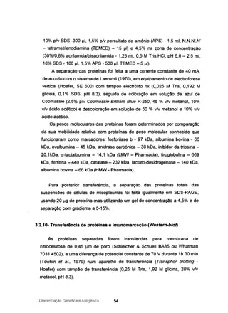 10% p/v SOS -300 jJl, 1,5% p/v persulfato de amónio (APS) - 1,5 mi, N,N.N',N'
- tetrametilenodiamina (TEMEO) - 15 1..11] e 4,5% na zona de concentração
(30%/0,8% acrilamidalbisacrilamida - 1,25 mi, 0,5 M Tris.HCI, pH 6,8 - 2,5 mi,
10% SOS - 100 1..11, 1,5% APS - 500 pl, TEMEO - 5 1..11).
A separação das proteínas foi feita a uma corrente constante de 40 mA,
de acordo com o sistema de Laemmli (1970), em equipamento de electroforese
vertical (Hoefer, SE 600) com tampão electrólito 1x (0,025 M Tris, 0,192 M
glicina, 0,1% SOS, pH 8,3), seguida de coloração em solução de azul de
Coomassie (2,5% p/v Coomassie Bril/iant Blue R-250, 45 % v/v metanol, 10%
v/v ácido acético) e descoloração em solução de 50 % v/v metanol e 10% v/v
ácido acético.
Os pesos moleculares das proteínas foram determinados por comparação
da sua mobilidade relativa com proteínas de peso molecular conhecido que
funcionaram como marcadores: fosforilase b - 97 kDa, albumina bovina - 66
kDa, ovalbumina - 45 kDa, anidrase carbónica - 30 kDa, inibidor da tripsina -
20,1kDa, a.-Iactalbumina - 14,1 kDa (LMW - Pharmacia); tiroglobulina - 669
kDa, ferritina - 440 kDa, catalase - 232 kDa, lactato-desidrogenase - 140 kDa,
albumina bovina - 66 kDa (HMW - Pharmacia).
Para posterior transferência, a separação das proteínas totais das
suspensões de células de micoplasmas foi feita igualmente em SDS-PAGE,
usando 20 )Jg de proteína mas utilizando um gel de concentração a 4,5% e de
separação com gradiente a 5-15%.
3.2.10- Transferência de proteínas e imunomarcação (Westem-blot)
As proteínas separadas foram transferidas para membrana de
nitrocelulose de 0,45 um de poro (Schleicher & Schuell BA85 ou Whatman
7031 4502), a uma diferença de potencial constante de 70 V durante 1h 30 rnin
(Towbin et aI., 1979) num aparelho de transferência (Transphor blofting -
Hoefer) com tampão de transferência (0,25 M Tris, 1,92 M glicina, 20% v/v
metanol, pH 8,3).
Diferenciação Genética e Antiqenica 54
 