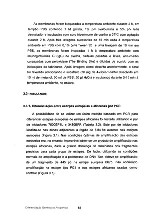 As membranas foram bloqueadas à temperatura ambiente durante 2 h, em
tampão PBS contendo 1 M glicina, 1% p/v ovalbumina e 5% p/v leite
desnatado, e incubadas com soro hiperimune de coelho a 37°C com agitação
durante 2 h. Após três lavagens sucessivas de 15 min cada à temperatura
ambiente em PBS com 0,1% (v/v) Tween 20 e uma lavagem de 10 min em
PBS, as membranas foram incubadas 1 h à temperatura ambiente com
imunoglobulinas G (lgG) de ovelha, cadeias pesadas e leves, anti-coelho
conjugadas com peroxidase (The Binding Site) e diluídas de acordo com as
indicações do fabricante. Após lavagem como descrito anteriormente, o sinal
foi revelado adicionando o substrato (30 mg de 4-cloro-1-naftol dissolvido em
10 mi de metanol, 50 mi de PBS, 30 1-11 H202) e incubando durante 5-15 min à
temperatura ambiente, no escuro.
3.3- RESULTADOS
3.3.1- Diferenciação entre estirpes europeias e africanas por peR
A possibilidade de se utilizar um único método baseado em PCR para
diferenciar estirpes europeias de estirpes africanas foi testada utilizando o par
de iniciadores 7500BP1 L e 3480BPR (Tabela 3.2). Este par de iniciadores
localiza-se nas zonas adjacentes à região de 8,84 kb ausente nas estirpes
europeias (Figura 3.1). Nas condições óptimas de amplificação das estirpes
europeias era, no entanto, improvável obter-se um produto de amplificação nas
estirpes africanas, dada a grande diferença de dimensões dos fragmentos
previstos para cada grupo de estirpes. De facto, utilizando as condições
normais de amplificação e a polimerase de DNA Taq, obteve-se amplificação
de um fragmento de 445 pb na estirpe europeia B675, não ocorrendo
amplificação na estirpe tipo PG1 e nas estirpes africanas usadas como
controlo (Figura 3.5).
Diferenciação Genética e Antigénica 55
 