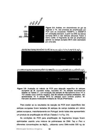 pb
1200
800
450 500.
Figura 3.5- Análise, em electroforese de gel de
agarose a 1%, dos produtos de amplificação por
PCR com os iniciadores 75008P1L e 34808P-R
em condições standard, a partir do DNA da estirpe
europeia 8675 e das estirpes africanas Fatick e
Gemu Goffa. O fragmento de 450 pb amplificado
apenas na estirpe europeia 8675 está assinalado
por uma seta.
pb
800
500
pb
800
500
Figura 3.&- Avaliação do método de PCR para detecção específica de estirpes
europeias de M. mycoides subsp. mycoides SC. As estirpes encontram-se
listadas na Tabela 3.1, com excepção das estirpes de Mycoplasma bovis 747 e
753 usadas como controlo negativo. Das 84 estirpes europeias analisadas, são
apresentadas 78. A estirpe 8675 foi utilizada como controlo positivo. M-
marcador de pesos molecularesmúltiplosde 100 pb (Pharmacia).
Para avaliar se os resultados da reacção de PGR eram específicos das
estirpes europeias foram testadas 84 estirpes de campo isoladas em vários
países europeus, maioritariamente em Portugal, tendo todas elas apresentado
um produto de amplificação de 450 pb (Tabela 3.1 e Fig. 3.6).
As condições de PGR para amplificação de fragmentos longos foram
optimizadas usando uma mistura de polimerases de DNA Taq e Pwo e
diferentes concentrações de MgGb , utilizando como DNA-molde 500 ng da
Diferenciação Genética e Antigénica 56
 