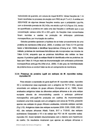 hidrocloreto de guanídio, em coluna de níquel Ni-NTA. Várias fracções de 1 mi
foram recolhidas no processo de eluição com PNG de pH 7 a 4,5. A análise em
SDS-PAGE de algumas dessas fracções revelou que o polipéptido Lpp-His,
com a dimensão prevista de 38,2 kDa, era eluído a pH 4,5 (Figura 3.9), tendo-
se quantificado a proteína em cada uma das fracções e verificado que a sua
concentração variava entre 60 e 202 ~g/ml. As fracções mais concentradas
foram reunidas e usadas na produção de anticorpos polie/onais
monospecíficos, por imunização de coelhos.
Estudos paralelos apoiaram a hipótese de se tratar provavelmente de uma
protefna de membrana (Vilei et aI., 2000). A análise com Triton X-114 permite
testar a hidrofobicidade e identificar Iipoproteínas (Cheng et aI., 1995). Neste
método, proteínas de membrana hidrofóbicas são incorporadas nas micelas de
Triton X-114, enquanto que as proteínas hidrofílicas são retidas na fase
aquosa. A proteina Lpp8 da estirpe Afadé foi identificada entre as proteínas da
fase com Triton X-114 por meio de imunomarcação com anticorpos policlonais
monospecíficos anti-Lpp-His (Vilei et ai., 2000). O alto grau de hidrofobicidade
da proteína levou a concluir tratar-se de um componente de membrana.
3.3.4- Presença da proteína LppB em estirpes de M. mycoides subsp.
mycoidesSC
Para estudar a expressão do gene IppB em M. mycoides subsp. mycoides
SC e correlacionar essa expressão com o antigénio de 70-71,5 kDa, apenas
encontrado em estirpes do grupo africano (Gonçalves et ai., 1998), foram
analisados antigénios totais de diferentes estirpes africanas e de uma estirpe
europeia através de immunoblotting usando o anticorpo policlonal
monospecífico anti-Lpp8-His produzído em coelhos. As imunomarcações
revelaram uma forte reacção com um antigénio com cerca de 70 kDa, presente
apenas nas estirpes do grupo Africano analisadas, incluíndo estirpes vacinais
(Fig 3.10). Antigénios totais das estirpes europeias 2059, C305, 0326, 2022, e
402, das estirpes africanas Afadé, Fatick, 817 e T1/Sr50, das estirpes
australianas Gladysdale e V5 e da estirpe tipo PG1 de M. mycoides subsp.
mycoides SC, foram também imunomarcados com o mesmo soro hiperimune
de coelho. Os resultados mostraram que apenas as estirpes africanas e
Diferenciaçào Genética e Antigénica 58
 