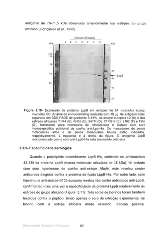 antigénio de 70-71,5 kDa observado anteriormente nas estirpes do grupo
Africano (Gonçalves et aI., 1998).
Estirpes Africanas
k Da
ABC D E F G_ . _ _ w_ ,kDa
·94
- i LppB
;-67
L~
"130
Figura 3.10- Expressão da proteína LppB em estirpes de M. mycoides subsp.
mycoides se. Análise de immunoblotting realizada com 10 j.lg de antigénio total,
separado em SDS-PAGE de gradiente 5-15%, da estirpe europeia L2 (A) e das
estirpes africanas T1/44 (B), KH3J (C), 94111 (D), 87137-9 (E), 2162 (F) e Filfili
(G), transferido para membrana de nitrocelulose e testado com soro
monoespecífico policlonal de coelho anti-Lpp-His. Os marcadores de pesos
moleculares altos e de pesos moleculares baixos estão indicados,
respectivamente, à esquerda e à direita da figura. O antigénio LppB
imunomarcado com o soro anti-LppB-His está assinalado pela seta.
3.3.5- Especificidade serológica
Quando o polipéptido recombinante LppB-His, contendo os aminoácidos
43-338 da proteína LppB (massa molecular calculada de 38 kDa), foi testado
com soro hiperimune de coelho anti-estirpe Afadé, este revelou conter
anticorpos dirigidos contra a proteína de fusão LppB-His. Por outro lado, soro
hiperimune anti-estirpe B103 europeia revelou não conter anticorpos anti-LppB,
confirmando mais uma vez a especificidade da proteína LppB relativamente às
estirpes do grupo africano (Figura. 3.11). Três soros de bovinos foram também
testados contra o péptido, tendo apenas o soro de infecção experimental de
bovino com a estirpe africana Afadé revelado reacção positiva.
Dif renciaç áo Gen ética e .~ Il ilg é n i ca 60
 