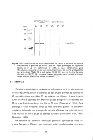soros c~~rh~munes soros bovinos
kDa
94-
67-
43-
30-
A B c o E F
--- l.ppê-His
Figura 3.11- Especificidade de soros hiperimunes de coelho e de soros de bovinos
relativamente à proteína de fusão LppB-His . Após purificação de LppB-His
colocou-se 2 J.l9 em SOS-PAGE a 12,5% e, após transferência para
nitrocelulose, imunomarcou-se com: soros hiperimunes de coelho anti-LppB-His
(A), anti-estirpe Afadé (B) e anti-estirpe B103 (C); soro de bovino Europeu
infectado com PPCB (O); soros de bovinos infectados experimentalmente com
estirpe africana Afadé (E) e estirpe europeia L2 (F).
3.4-DISCUSSÃO
Estudos epidemiológicos moleculares, utilizando o perfil do elemento de
inserção IS1296 revelaram a existência de dois grupos distintos de estirpes de
M. mycoides subsp. mycoides SC: as isoladas nos últimos 15 anos durante
surtos de PPCB ocorridos em diferentes países Europeus e as isoladas em
África e na Austrália ao longo dos últimos 50 anos (Cheng et ai., 1995). Esta
diferença a nível molecular tornou-se mais relevante quando se obtiveram
resultados indicando que o grupo de estirpes africanas era potencialmente
mais virulento do que o grupo de estirpes europeias (Houshaymi et ai., 1997 ;
Abdo et et., 1998).
Na tentativa de identificar diferenças genéticas significativas entre os
grupos Europeu e Africano, que pudessem estar correlacionadas com uma
 
