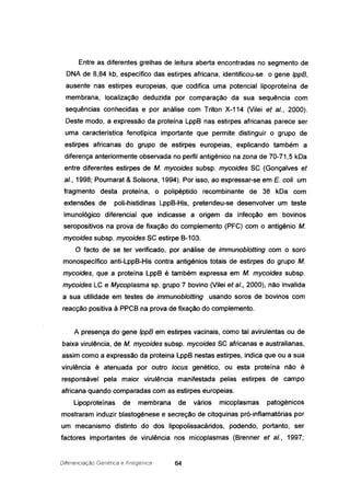 Entre as diferentes grelhas de leitura aberta encontradas no segmento de
DNA de 8,84 kb, específico das estirpes africana, identificou-se o gene IppB,
ausente nas estirpes europeias, que codifica uma potencial Iipoproteína de
membrana, localização deduzida por comparação da sua sequência com
sequências conhecidas e por análise com Triton X-114 (Vilei et ai., 2000).
Deste modo, a expressão da proteína LppB nas estirpes africanas parece ser
uma característica fenotípica importante que permite distinguir o grupo de
estirpes africanas do grupo de estirpes europeias, explicando também a
diferença anteriormente observada no perfil antigénico na zona de 70-71,5 kDa
entre diferentes estirpes de M. mycoides subsp. mycoides SC (Gonçalves et
ai., 1998; Poumarat & Solsona, 1994). Por isso, ao expressar-se em E. coli um
fragmento desta proteína, o polipéptido recombinante de 38 kDa com
extensões de poli-histidinas LppB-His, pretendeu-se desenvolver um teste
imunológico diferencial que indicasse a origem da infecção em bovinos
seropositivos na prova de fixação do complemento (PFC) com o antigénio M.
mycoides subsp. mycoides SC estirpe B-103.
O facto de se ter verificado, por análise de immunoblotting com o soro
monospecífico anti-LppB-His contra antigénios totais de estirpes do grupo M.
mycoides, que a proteína LppB é também expressa em M. mycoides subsp.
mycoides LC e Mycoplasma sp. grupo 7 bovino (Vilei et ai., 2000), não invalida
a sua utilidade em testes de immunoblotting usando soros de bovinos com
reacção positiva à PPCB na prova de fixação do complemento.
A presença do gene IppB em estirpes vacinais, como tal avirulentas ou de
baixa virulência, de M. mycoides subsp. mycoides SC africanas e australianas,
assim como a expressão da proteina LppB nestas estirpes, indica que ou a sua
virulência é atenuada por outro locus genético, ou esta proteína não é
responsável pela maior virulência manifestada pelas estirpes de campo
africana quando comparadas com as estirpes europeias.
Lipoproteínas de membrana de vários micoplasmas patogénicos
mostraram induzir blastogénese e secreção de citoquinas pró-inflamatórias por
um mecanismo distinto do dos lipopolissacáridos, podendo, portanto, ser
factores importantes de virulência nos micoplasmas (Brenner et ai., 1997;
Diferenciação Genética e Antigénica 64
 