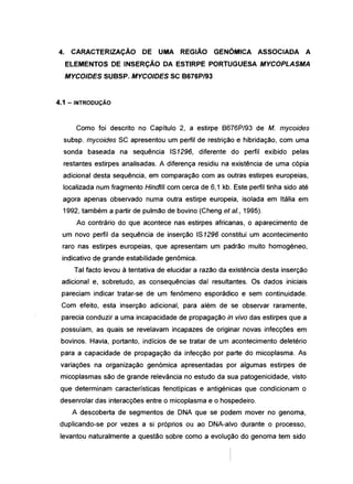 4. CARACTERIZAÇÃO DE UMA REGIÃO GENÓMICA ASSOCIADA A
ELEMENTOS DE INSERÇÃO DA ESTIRPE PORTUGUESA MYCOPLASMA
MYCOIDES SUBSP. MYCOIDES SC B676P/93
4.1 - INTRODUÇÃO
Como foi descrito no Capítulo 2, a estirpe 8676P/93 de M. mycoides
subsp. mycoides SC apresentou um perfil de restrição e hibridação, com uma
sonda baseada na sequência IS1296, diferente do perfil exibido pelas
restantes estirpes analisadas. A diferença residiu na existência de uma cópia
adicional desta sequência, em comparação com as outras estirpes europeias,
localizada num fragmento HindJII com cerca de 6,1 kb. Este perfil tinha sido até
agora apenas observado numa outra estirpe europeia, isolada em Itália em
1992, também a partir de pulmão de bovino (Cheng et et., 1995).
Ao contrário do que acontece nas estirpes africanas, o aparecimento de
um novo perfil da sequência de inserção IS1296 constitui um acontecimento
raro nas estirpes europeias, que apresentam um padrão muito homogéneo,
indicativo de grande estabilidade genómica.
Tal facto levou à tentativa de elucidar a razão da existência desta inserção
adicional e, sobretudo, as consequências daí resultantes. Os dados iniciais
pareciam indicar tratar-se de um fenómeno esporádico e sem continuidade.
Com efeito, esta inserção adicional, para além de se observar raramente,
parecia conduzir a uma incapacidade de propagação in vivo das estirpes que a
possuíam, as quais se revelavam incapazes de originar novas infecções em
bovinos. Havia, portanto, indícios de se tratar de um acontecimento deletério
para a capacidade de propagação da infecção por parte do micoplasma. As
variações na organização genómica apresentadas por algumas estirpes de
micoplasmas são de grande relevância no estudo da sua patogenicidade, visto
que determinam características fenotípicas e antigénicas que condicionam o
desenrolar das interacções entre o micoplasma e o hospedeiro.
A descoberta de segmentos de DNA que se podem mover no genoma,
duplicando-se por vezes a si próprios ou ao DNA-alvo durante o processo,
levantou naturalmente a questão sobre como a evolução do genoma tem sido
 