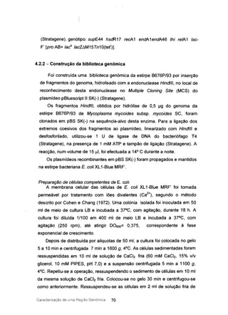 (Stratagene), genótipo: supE44 hsdR17 recA1 endA1endA46 thi re/A1 lac-
F' [pro AB+ lac
q
lacZLM15Tn10(te{)J.
4.2.2 - Construção da biblioteca genómica
Foí construída uma biblioteca genómica da estirpe B676P/93 por inserção
de fragmentos do genoma, hidrolisado com a endonuclease Hindlll, no local de
reconhecimento desta endonuclease no Multiple Cloning Site (MCS) do
plasmídeo pBluescript II SK(-) (Stratagene).
Os fragmentos Hindlll, obtidos por hidrólise de 0,5 I..Ig do genoma da
estirpe B676P/93 de Mycoplasma mycoides subsp. mycoides SC, foram
clonados em pBS SK(-) na sequência-alvo desta enzima. Para a ligação dos
extremos coesivos dos fragmentos ao plasmídeo, linearizado com Hindlll e
desfosforilado, utilizou-se 1 U de Iigase de DNA do bacteriófago T4
(Stratagene), na presença de 1 mM ATP e tampão de ligação (Stratagene). A
reacção, num volume de 15 ul, foi efectuada a 14° C durante a noite.
Os plasmídeos recombinantes em pBS SK(-) foram propagados e mantidos
na estirpe bacteriana E. coli XL1-Blue MRF'.
Preparação de células competentes de E. coli
A membrana celular das células de E. coli XL1-Blue MRF' foi tornada
permeável por tratamento com iões divalentes (Ca
2
+), segundo o método
descrito por Cohen e Chang (1972). Uma colónia isolada foi inoculada em 50
mi de meio de cultura LB e incubada a 37°C, com agitação, durante 18 h. A
cultura foi diluída 1/100 em 400 mi de meio LB e incubada a 37°C, com
agitação (250 rpm), até atingir 00600= 0,375, correspondente à fase
exponencial de crescimento.
Depois de distribuída por aliquotas de 50 mi, a cultura foi colocada no gelo
5 a 10 min e centrifugada 7 min a 1600 g, 4°C. As células sedimentadas foram
ressuspendidas em 10 mi de solução de CaCI2 fria (60 mM CaCI2, 15% v/v
glicerol, 10 mM PIPES, pH 7,0) e a suspensão centrifugada 5 min a 1100 g,
4°C. Repetiu-se a operação, ressuspendendo o sedimento de células em 10 mi
da mesma solução de CaCI2 fria. Colocou-se no gelo 30 min e centrifugou-se
como anteriormente. Ressuspendeu-se as células em 2 mi de solução fria de
Caracterização de Lima Região Genórnica 70
 