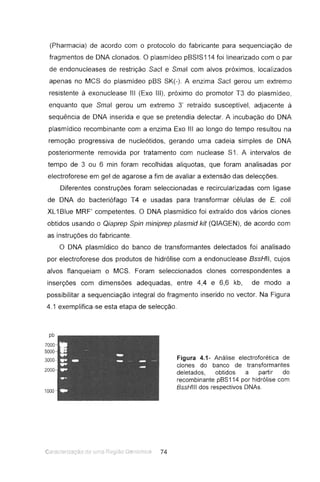 (Pharmacia) de acordo com o protocolo do fabricante para sequenciação de
fragmentos de DNA clonados. O plasmídeo pBSIS114 foi linearizado com o par
de endonucleases de restrição Sacl e Smal com alvos próximos, localizados
apenas no MCS do plasmídeo pBS SK(-). A enzima Sacl gerou um extremo
resistente à exonuclease III (Exo III), próximo do promotor T3 do plasmídeo,
enquanto que Smal gerou um extremo 3' retraído susceptível, adjacente à
sequência de DNA inserida e que se pretendia delectar. A incubação do DNA
plasmídico recombinante com a enzima Exo III ao longo do tempo resultou na
remoção progressiva de nucleótidos, gerando uma cadeia simples de DNA
posteriormente removida por tratamento com nuclease S1. A intervalos de
tempo de 3 ou 6 min foram recolhidas aliquotas, que foram analisadas por
electroforese em gel de agarose a fim de avaliar a extensão das delecções.
Diferentes construções foram seleccionadas e recircularizadas com ligase
de DNA do bacteriófago T4 e usadas para transformar células de E. coli
XL'IBlue MRF' competentes. O DNA plasmídico foi extraído dos vários clones
obtidos usando o Qiaprep Spin miniprep plasmid kit (QIAGEN), de acordo com
as instruções do fabricante.
O DNA plasmídico do banco de transformantes delectados foi analisado
por electroforese dos produtos de hidrólise com a endonuclease BssHII , cujos
alvos flanqueiam o MCS. Foram seleccionados clones correspondentes a
inserções com dimensões adequadas, entre 4,4 e 6,6 kb, de modo a
possibilitar a sequenciação integral do fragmento inserido no vector. Na Figura
4.1 exemplifica-se esta etapa de selecção.
pb
7000
5000
3000-
2000
1000-
I..,
-..- - -..,
-...W"
..
Figura 4.1- Análise electroforética de
clones do banco de transformantes
deletados, obtidos a partir do
recombinante pBS114 por hidrólise com
BssHIII dos respectivos DNAs.
74
 