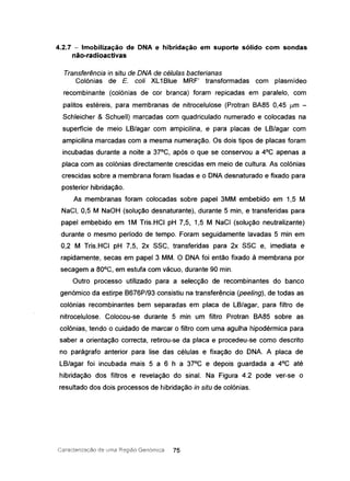 4.2.7 - Imobilização de DNA e hibridação em suporte sólido com sondas
não-radioactivas
Transferência in situ de DNA de células bacterianas
Colónias de E. coli XL1Blue MRF' transformadas com plasmídeo
recombinante (colónias de cor branca) foram repicadas em paralelo, com
palitos estéreis, para membranas de nitrocelulose (Protran BA85 0,45 um -
Schleicher & Schuell) marcadas com quadriculado numerado e colocadas na
superfície de meio LB/agar com ampicilina, e para placas de LB/agar com
ampicilina marcadas com a mesma numeração. Os dois tipos de placas foram
incubadas durante a noite a 37°C, após o que se conservou a 4°C apenas a
placa com as colónias directamente crescidas em meio de cultura. As colónias
crescidas sobre a membrana foram lisadas e o DNA desnaturado e fixado para
posterior hibridação.
As membranas foram colocadas sobre papel 3MM embebido em 1,5 M
NaCI, 0,5 M NaOH (solução desnaturante), durante 5 min, e transferidas para
papel embebido em 1M Tris.HCI pH 7,5, 1,5 M NaCI (solução neutralizante)
durante o mesmo período de tempo. Foram seguidamente lavadas 5 min em
0,2 M Tris.HCI pH 7,5, 2x SSC, transferidas para 2x SSC e, imediata e
rapidamente, secas em papel 3 MM. O DNA foi então fixado à membrana por
secagem a 80°C, em estufa com vácuo, durante 90 mino
Outro processo utilizado para a selecção de recombinantes do banco
genómico da estirpe B676P/93 consistiu na transferência (peeling) , de todas as
colónias recombinantes bem separadas em placa de LB/agar, para filtro de
nitrocelulose. Colocou-se durante 5 min um filtro Protran BA85 sobre as
colónias, tendo o cuidado de marcar o filtro com uma agulha hipodérmica para
saber a orientação correcta, retirou-se da placa e procedeu-se como descrito
no parágrafo anterior para lise das células e fixação do DNA. A placa de
LB/agar foi incubada mais 5 a 6 h a 37°C e depois guardada a 4°C até
hibridação dos filtros e revelação do sinal. Na Figura 4.2 pode ver-se o
resultado dos dois processos de hibridação in situ de colónias.
Caracterização de lima Região Genórnica 75
 