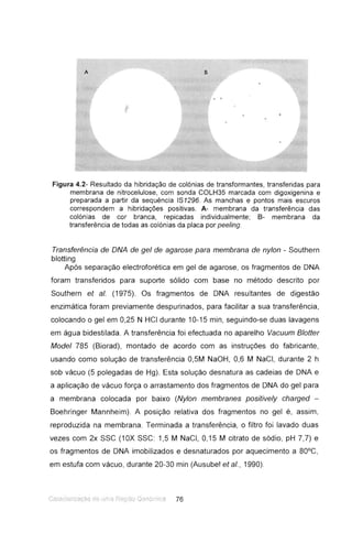 A B
Figura 4.2- Resultado da hibridação de colónias de transformantes, transferidas para
membrana de nitrocelulose, com sonda COLH35 marcada com digoxigenina e
preparada a partir da sequência IS1296. As manchas e pontos mais escuros
correspondem a hibridações positivas. A- membrana da transferência das
colónias de cor branca, repicadas individualmente; 8- membrana da
transferência de todas as colónias da placa por peeling.
Transferência de DNA de gel de agarose para membrana de nylon - Southern
blotting
Após separação electroforética em gel de agarose, os fragmentos de DNA
foram transferidos para suporte sólido com base no método descrito por
Southern et aI. (1975). Os fragmentos de DNA resultantes de digestão
enzimática foram previamente despurinados, para facilitar a sua transferência,
colocando o gel em 0,25 N HCI durante 10-15 min, seguindo-se duas lavagens
em água bidestilada. A transferência foi efectuada no aparelho Vacuum Blotter
Model 785 (Biorad), montado de acordo com as instruções do fabricante,
usando como solução de transferência 0,5M NaOH, 0,6 M NaCI, durante 2 h
sob vácuo (5 polegadas de Hg). Esta solução desnatura as cadeias de DNA e
a aplicação de vácuo força o arrastamento dos fragmentos de DNA do gel para
a membrana colocada por baixo (Nylon membranes positively charged -
Boehringer Mannheim). A posição relativa dos fragmentos no gel é, assim,
reproduzida na membrana. Terminada a transferência, o filtro foi lavado duas
vezes com 2x SSC (10X SSC: 1,5 M NaCI, 0,15 M citrato de sódio, pH 7,7) e
os fragmentos de DNA imobilizados e desnaturados por aquecimento a 80°C,
em estufa com vácuo , durante 20-30 min (Ausubel et aI., 1990).
 