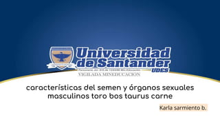 características del semen y órganos sexuales
masculinos toro bos taurus carne
Karla sarmiento b.
 