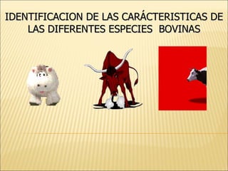 IDENTIFICACION DE LAS CARÁCTERISTICAS DE LAS DIFERENTES ESPECIES  BOVINAS 