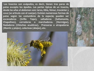 Los insectos son exápodos, es decir, tienen tres pares de
patas excepto los ápodos. Las partes típicas de un insecto,
desde las uñas al abdomen son: tarso, tibia, fémur, trocánter y
coxa (se articula con el cuerpo). Existen numerosas formas de
patas según las costumbres de la especie; pueden ser
excavadoras (Grillo Topo), saltadoras (Saltamonte,
Chapulines), corredoras o marchadoras. (Hormigas),
Nadadoras (Chinches acuáticas), Prensoras o atrapadoras
(Mantis y piojos), colectoas (abejas), etc.
 